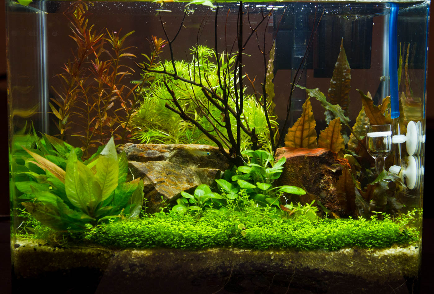 Cardinal plant shop aquarium